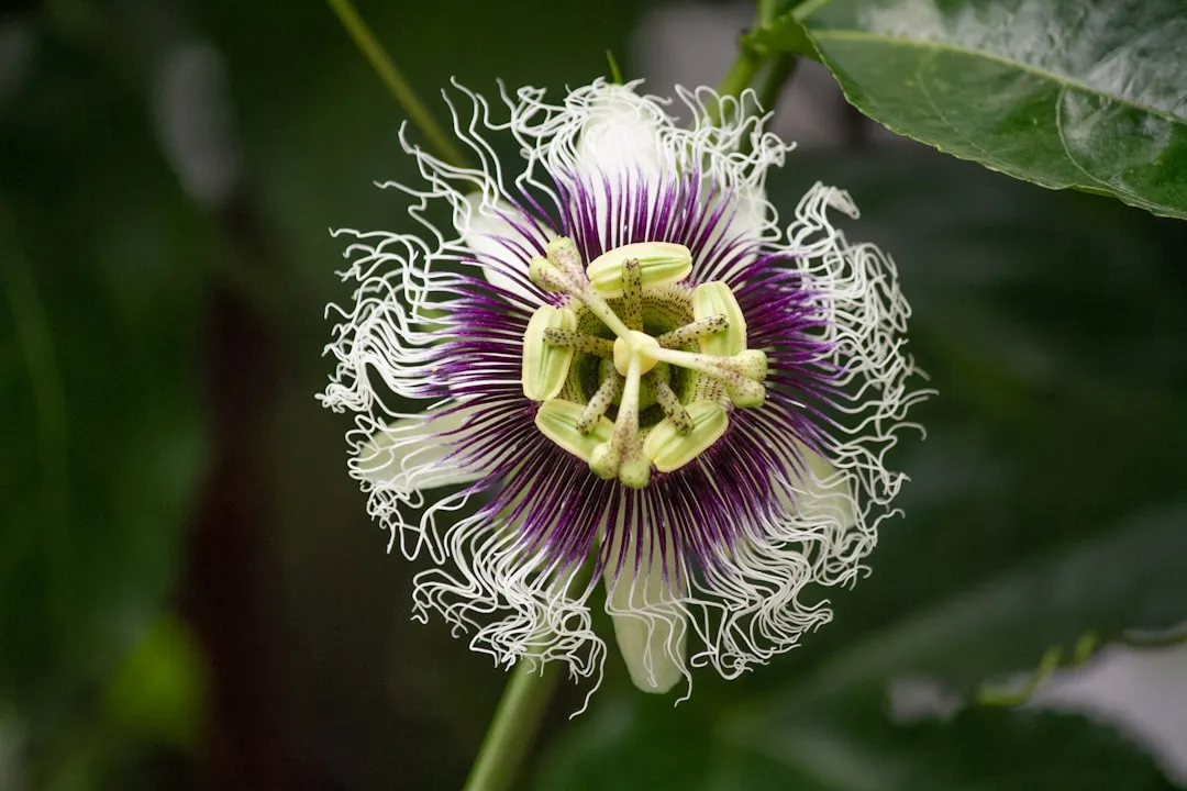 Passiflora and the Art of the Fake Egg (Image Credits: Unsplash)