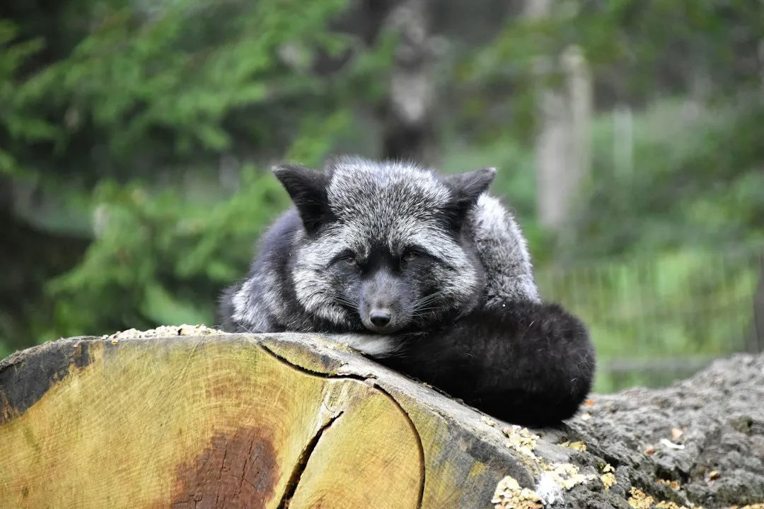 The Fox Study: Rolling for Self-Protection (Image Credits: Unsplash)