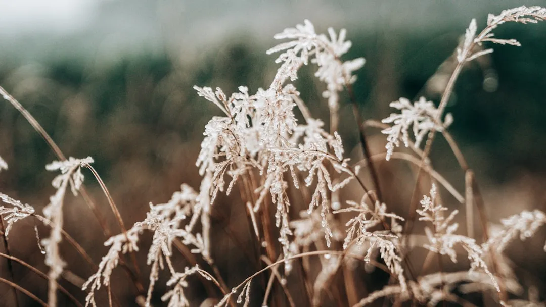 Why Native Grasses Matter More in Winter Than Any Other Season (Image Credits: Unsplash)