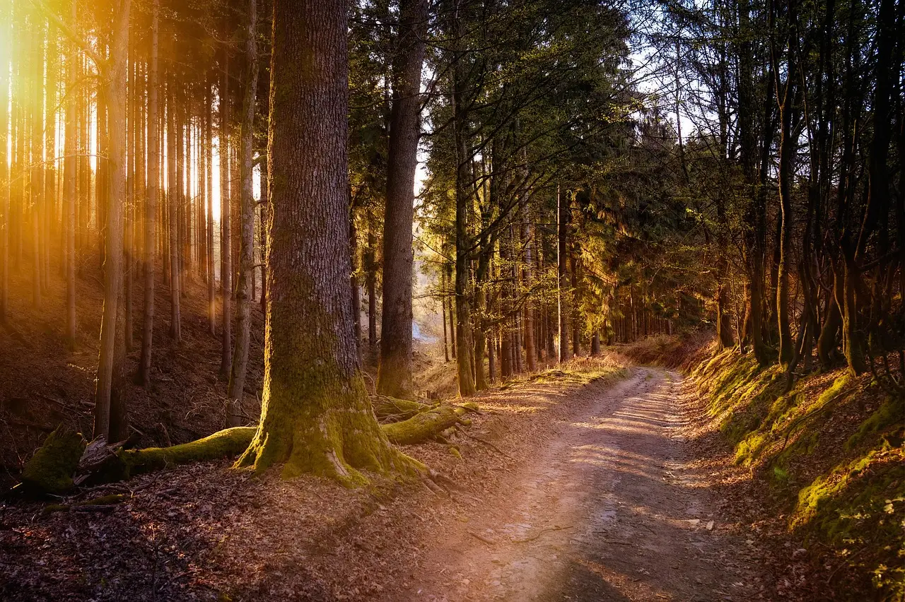 The Bigger Picture: Trees, Health, and Communities (Image Credits: Pixabay)
