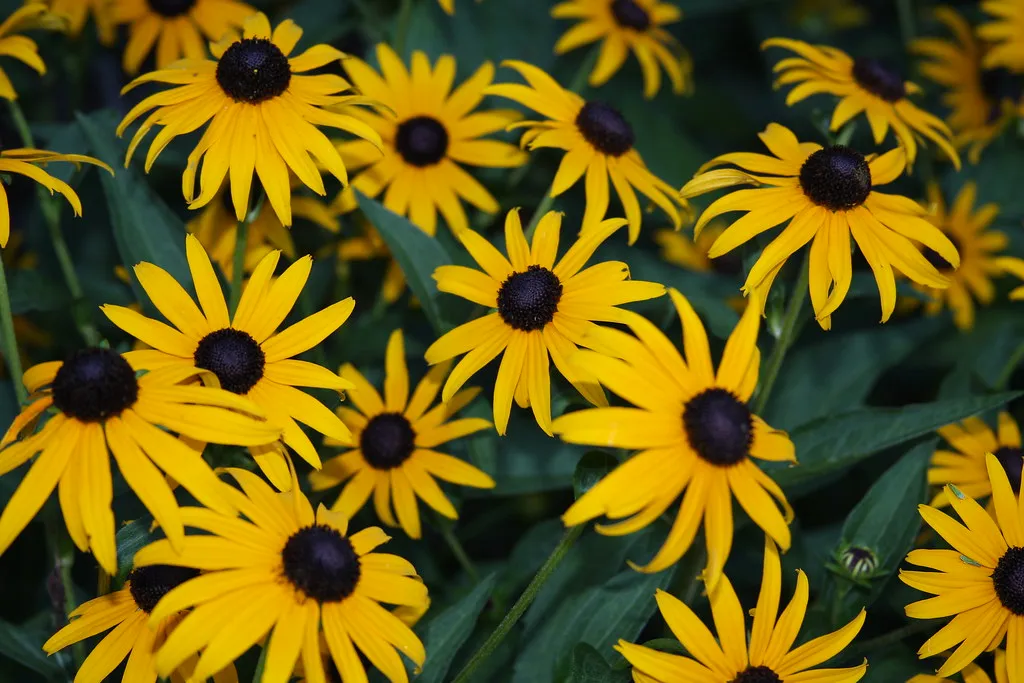 8. Black-Eyed Susan (Rudbeckia hirta) (Jim, the Photographer, Flickr, CC BY 2.0)