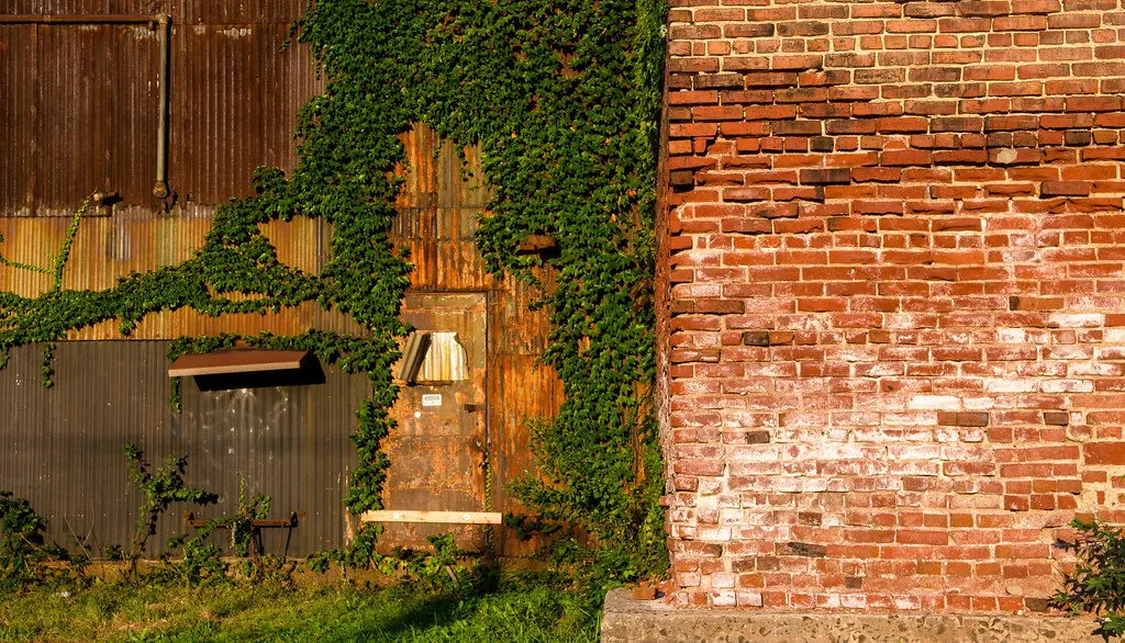 How to Keep Ivy and Brick Working Together (Blake_B, Flickr, CC BY 2.0)