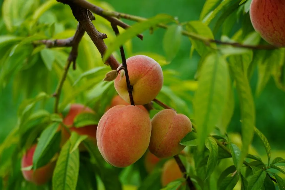 Peaches and Nectarines: Blossom and Bounty in a Pot (Image Credits: Pexels)