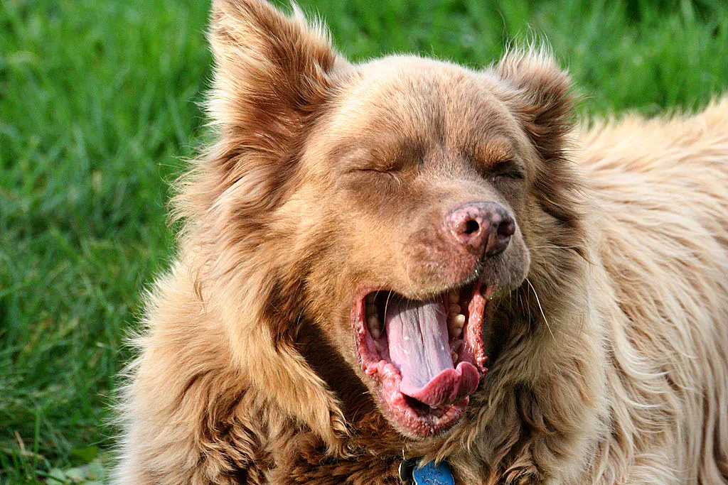 Two Types of Yawns, One Familiar Motion (Slideshow Bruce, Flickr, CC BY 2.0)