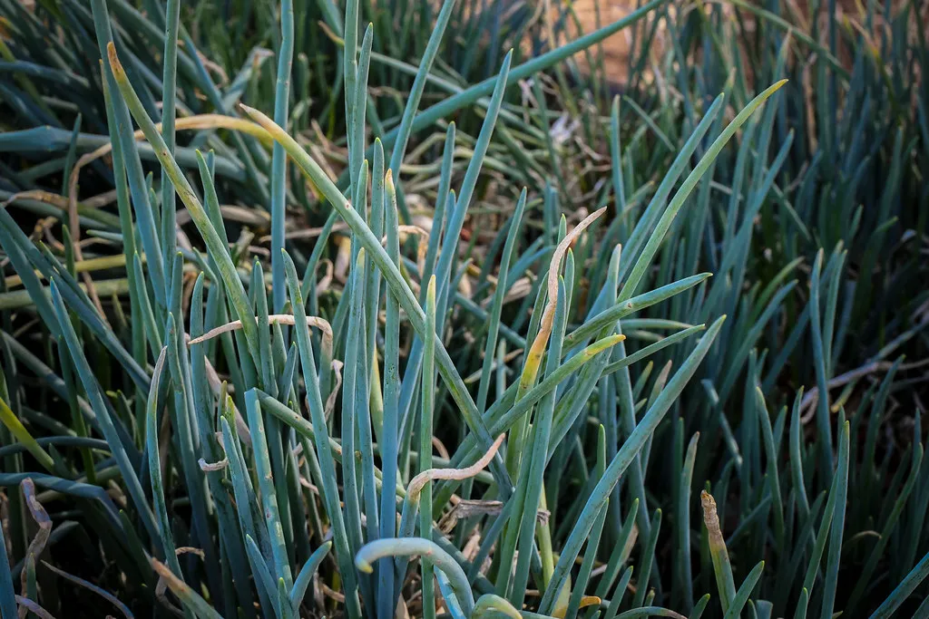 4. Chives: The Quiet Performer in Dappled Light (Image Credits: Flickr)