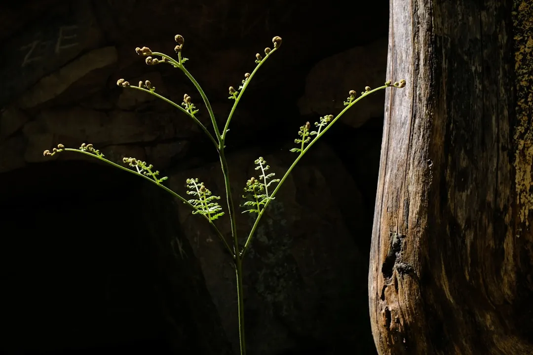 Damage-Associated Molecular Patterns: How Plants Read Their Own Wounds (Image Credits: Unsplash)