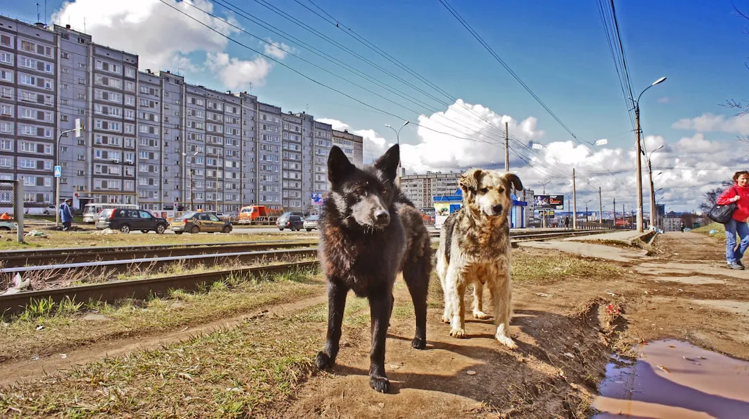 What Actually Makes a Dog Apartment-Friendly? (Image Credits: Unsplash)