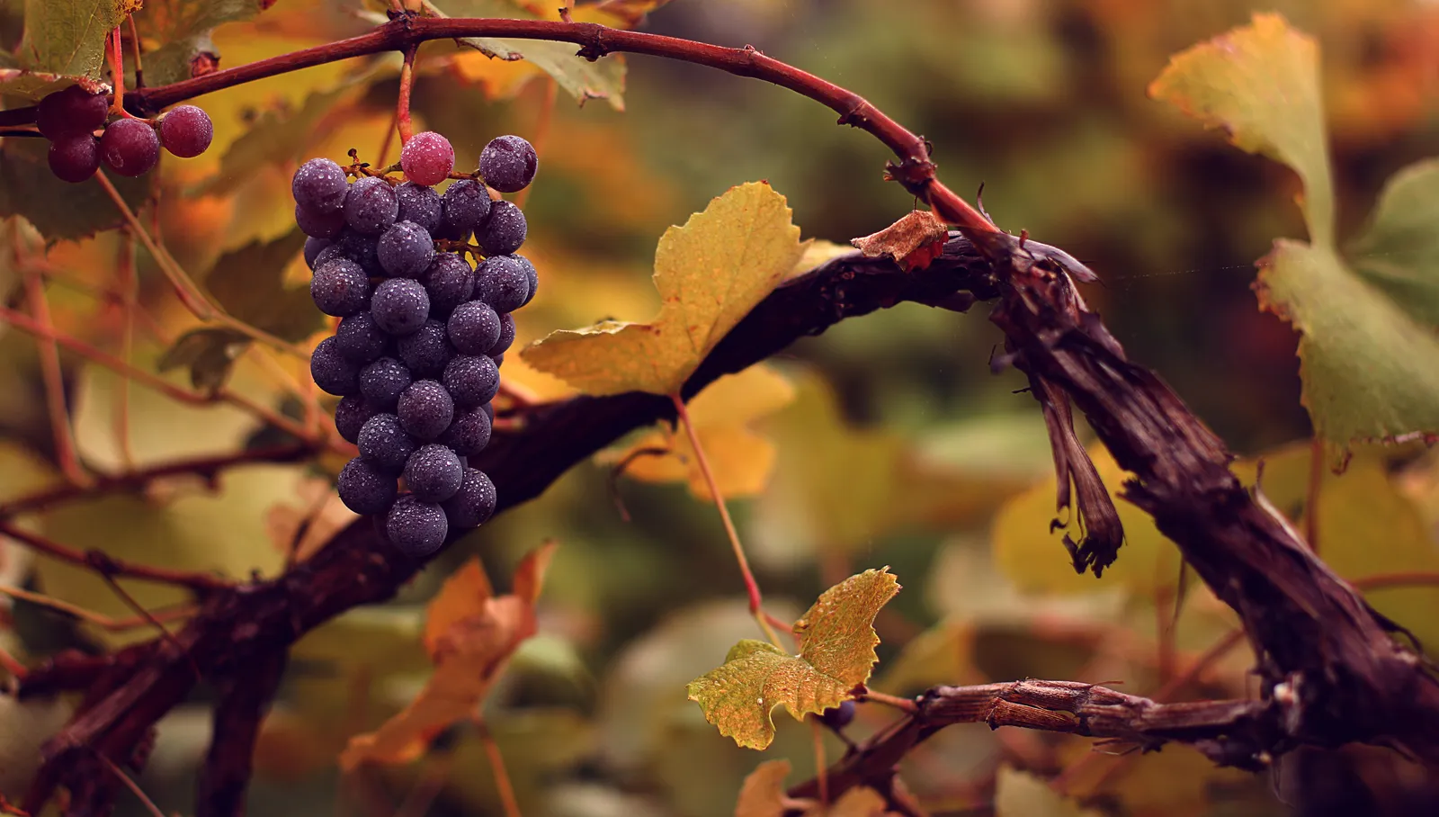 6. Grape Seed Extract (and Grapes): Polyphenols at Work (Flickr, CC BY 2.0)