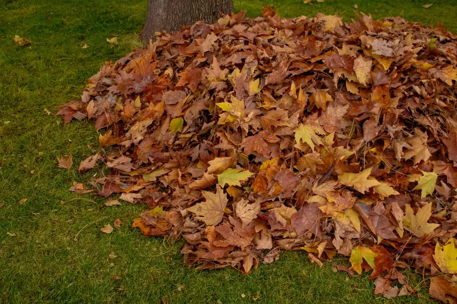Conclusion: The Yard Waste That Was Never Really Waste (Image Credits: Pexels)