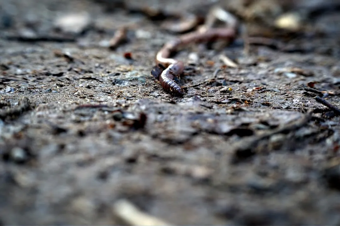 Earthworms Love Them (Image Credits: Unsplash)