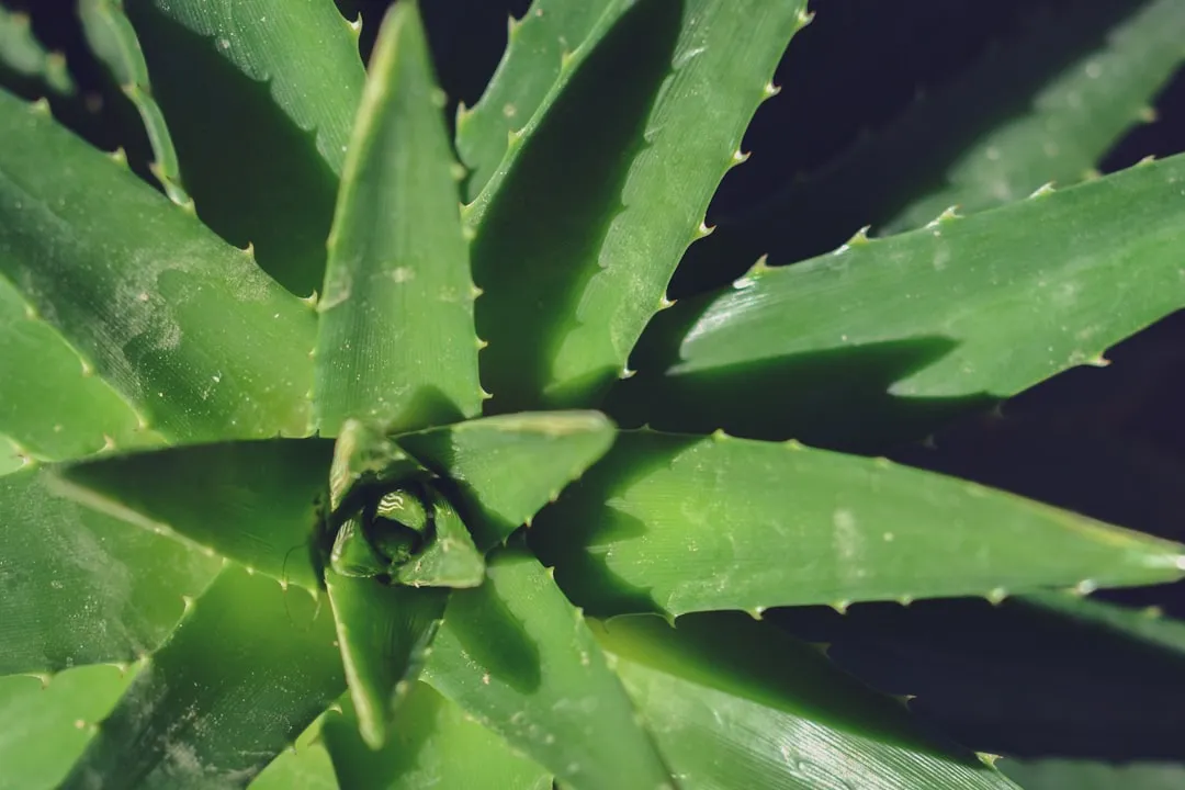3. Aloe Vera: The Succulent That Stores Its Own Medicine (Image Credits: Unsplash)