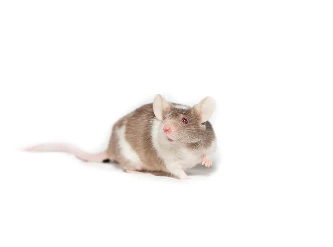 The Smell Test: How Mice Read a House Before They Enter It (Image Credits: Unsplash)