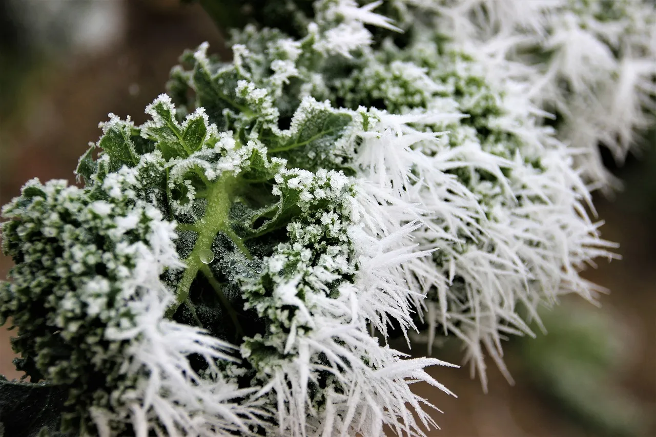 Kale: The Cold-Weather Champion (Image Credits: Pixabay)