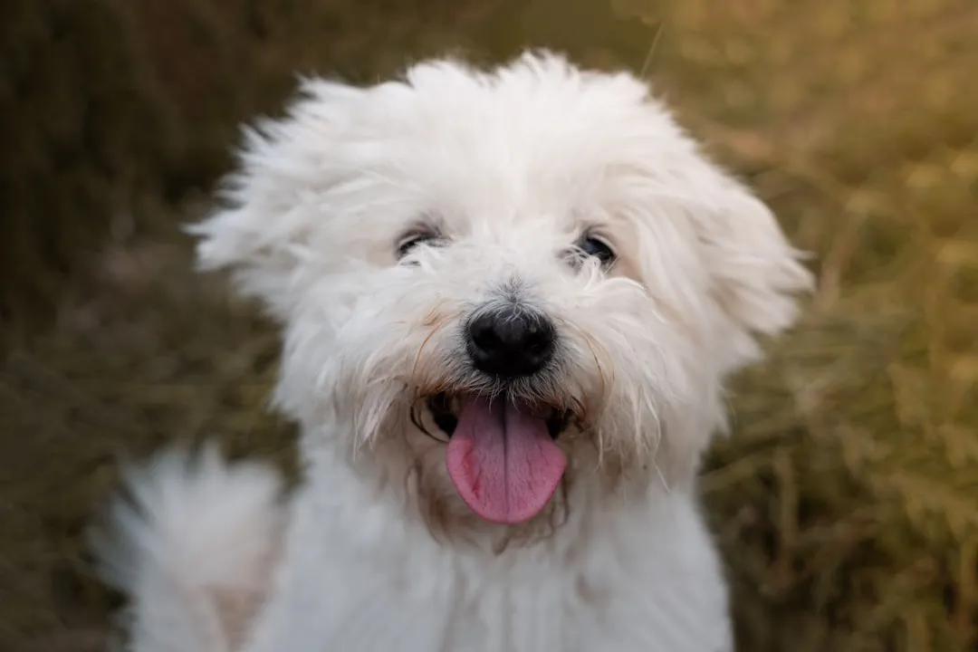 Bichon Frise: Small, Quiet, and Hypoallergenic (Image Credits: Unsplash)