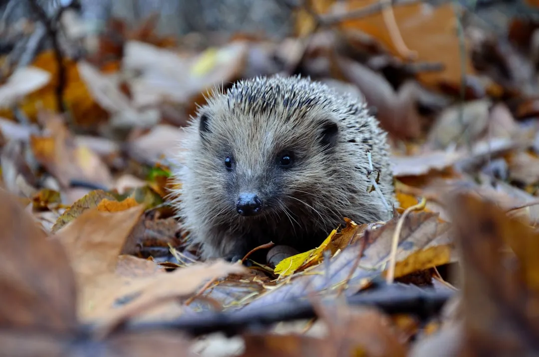 6. Toads, Salamanders, and Small Mammals Use Leaves as Shelter (Image Credits: Unsplash)