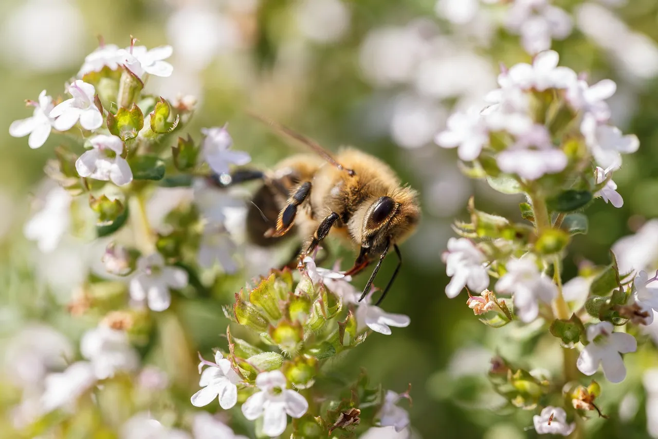 3. Woolly Thyme (Thymus pseudolanuginosus) (Image Credits: Pixabay)