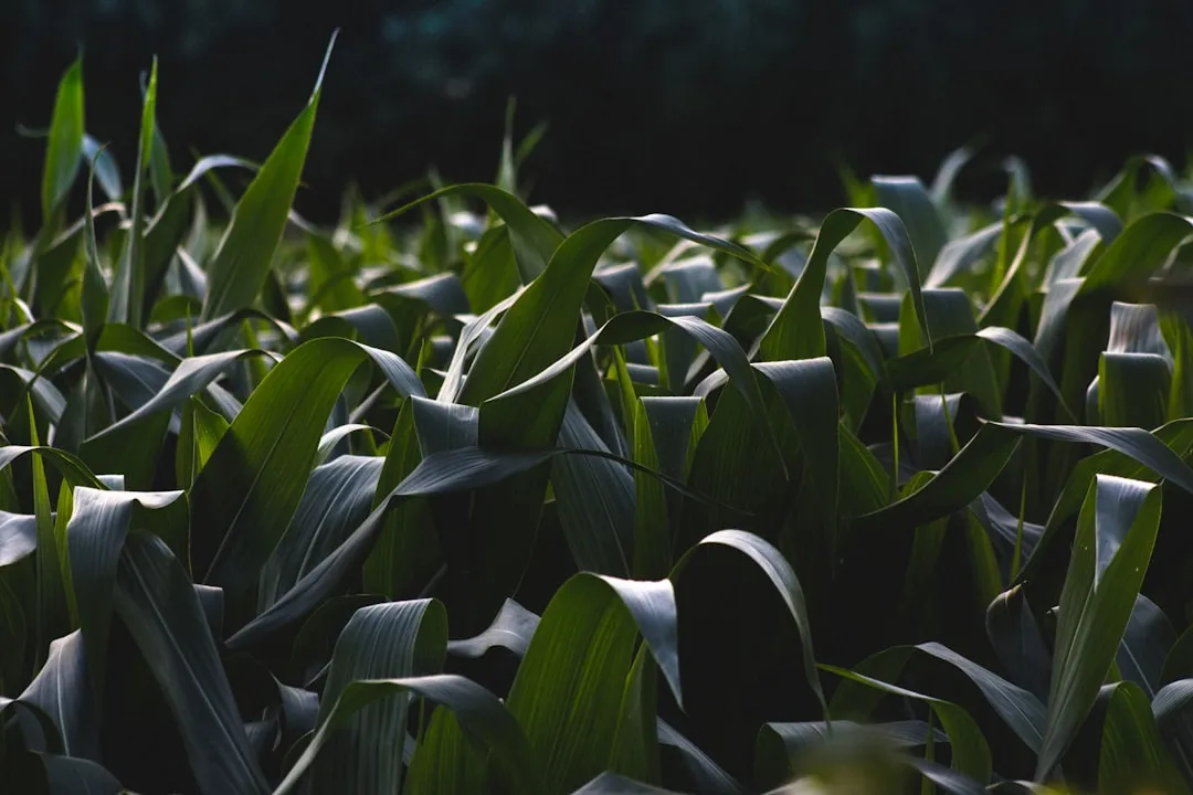 How Intercropping Reduces Pest Pressure Overall (Image Credits: Unsplash)