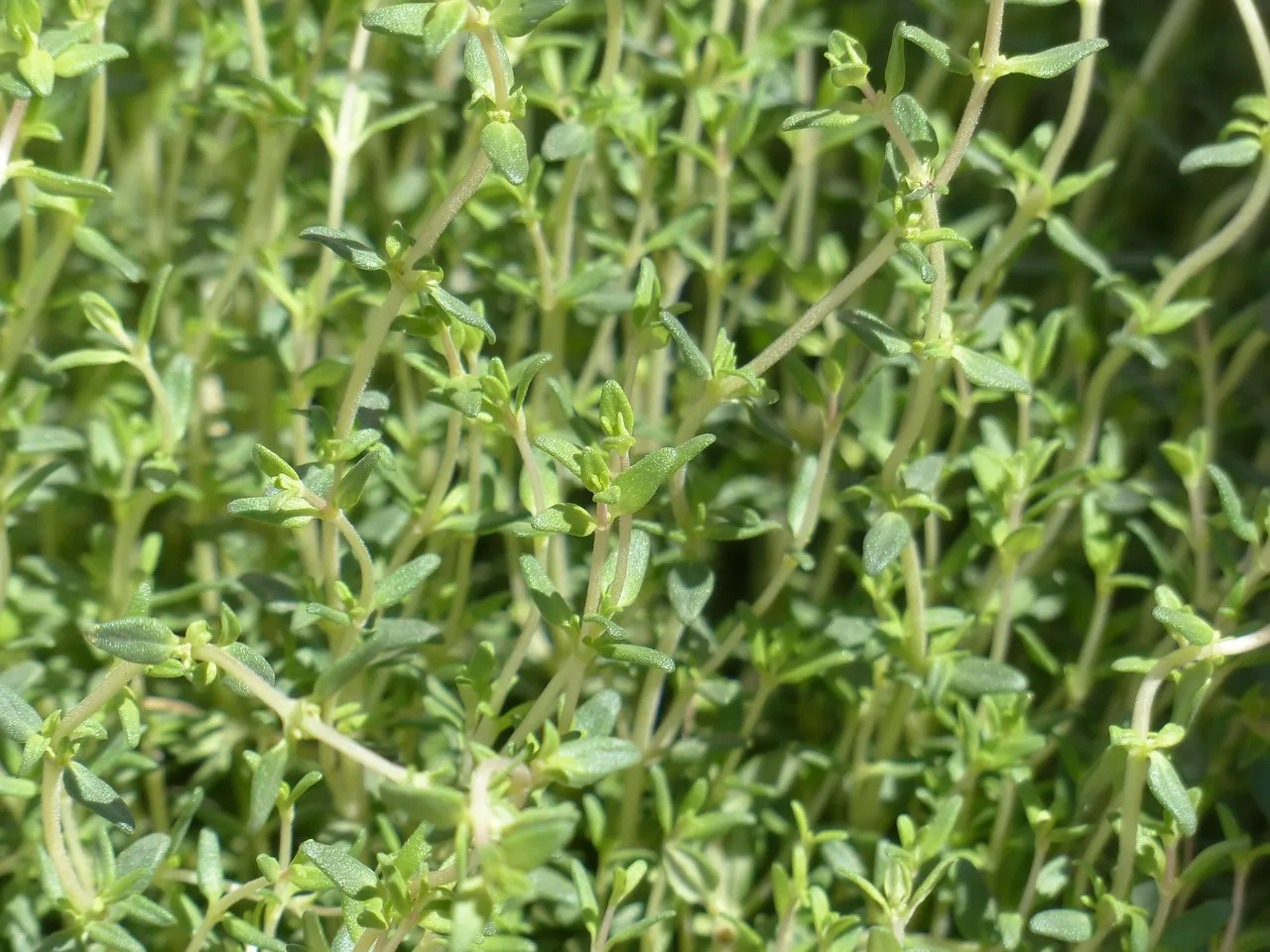 7. Thyme: Neglect Produces Stronger Flavor (Image Credits: Pixabay)