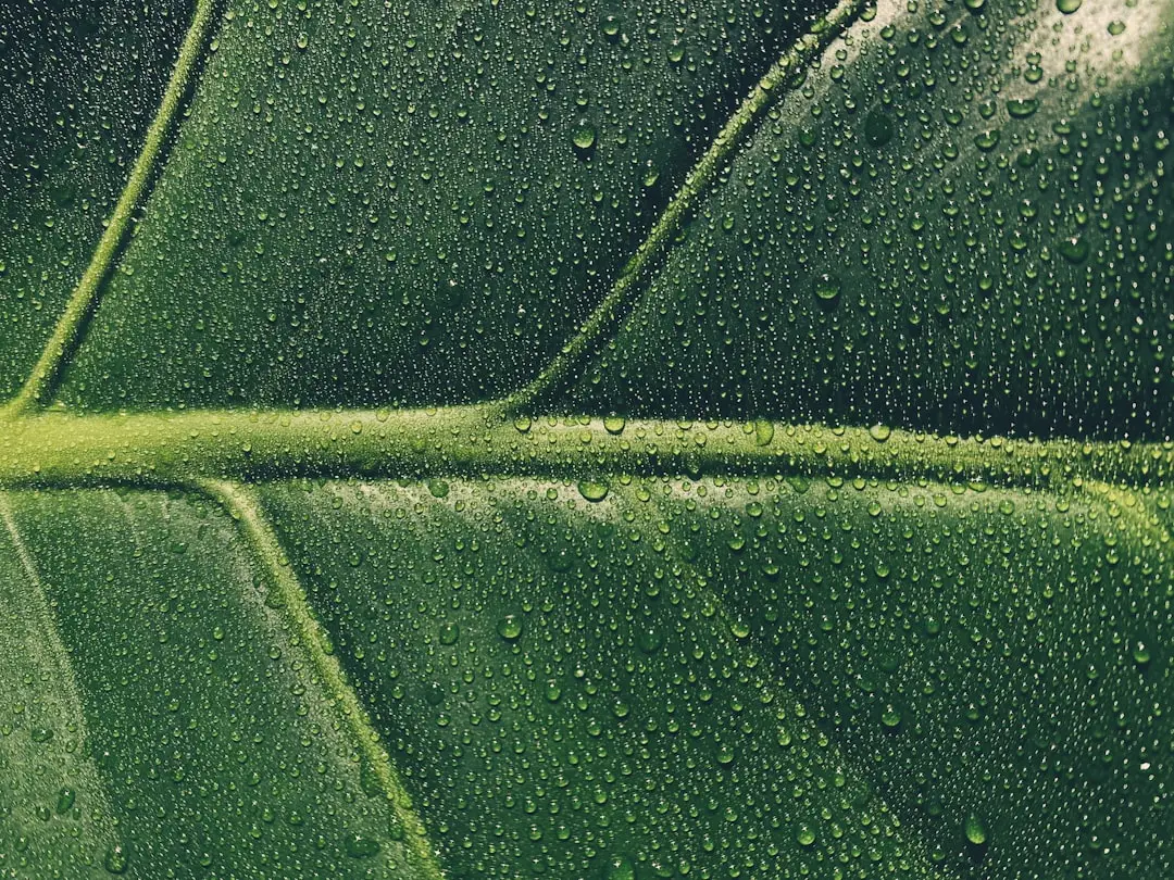 How Often Should You Clean Houseplant Leaves? (Image Credits: Unsplash)
