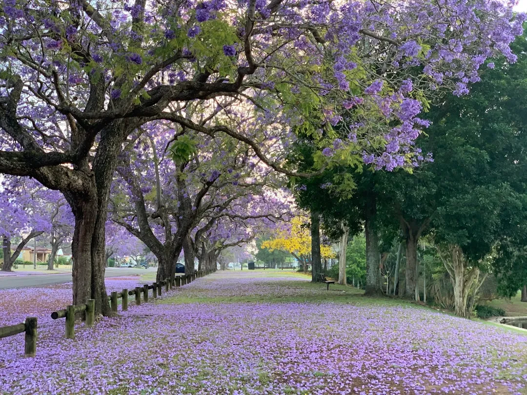 Plant These Vibrant Trees in Your California Garden for the Explosion ...