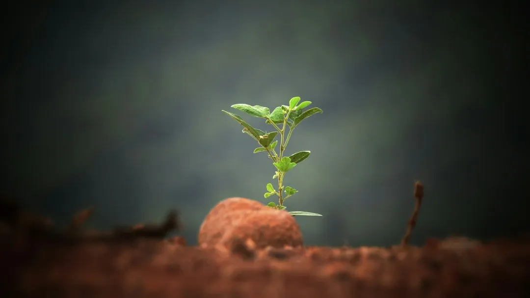 Gibberellins: The Hormones That Make the Stem Rise (Image Credits: Unsplash)
