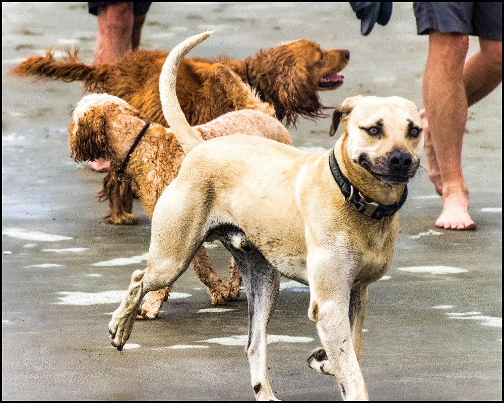Breed and Personality Play a Role (E Haug, Flickr, CC BY 2.0)