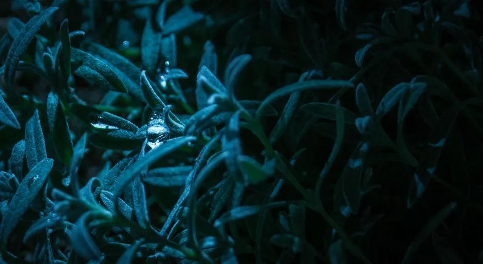 Mistake 5: Watering at Night (Image Credits: Pexels)