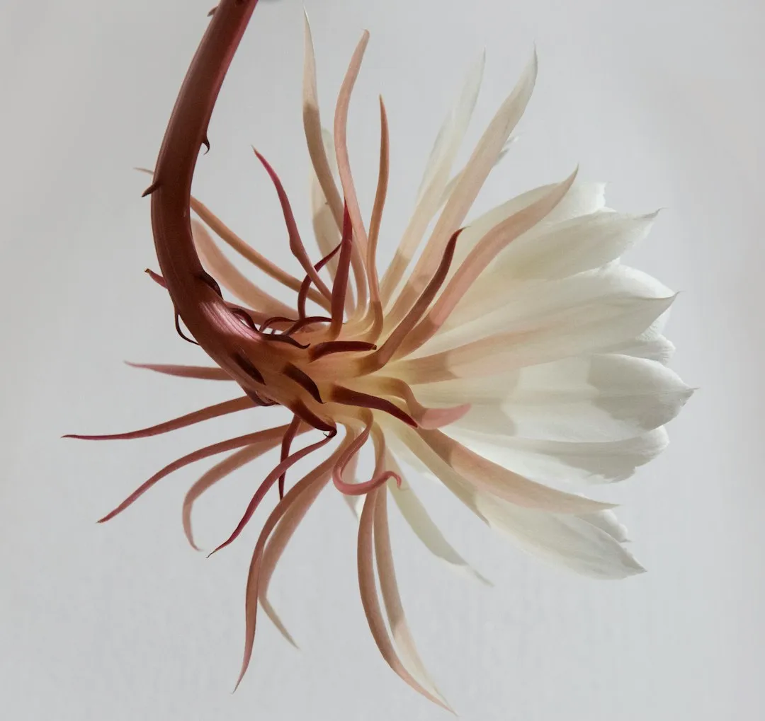The Circadian Clock Inside the Flower (Image Credits: Unsplash)
