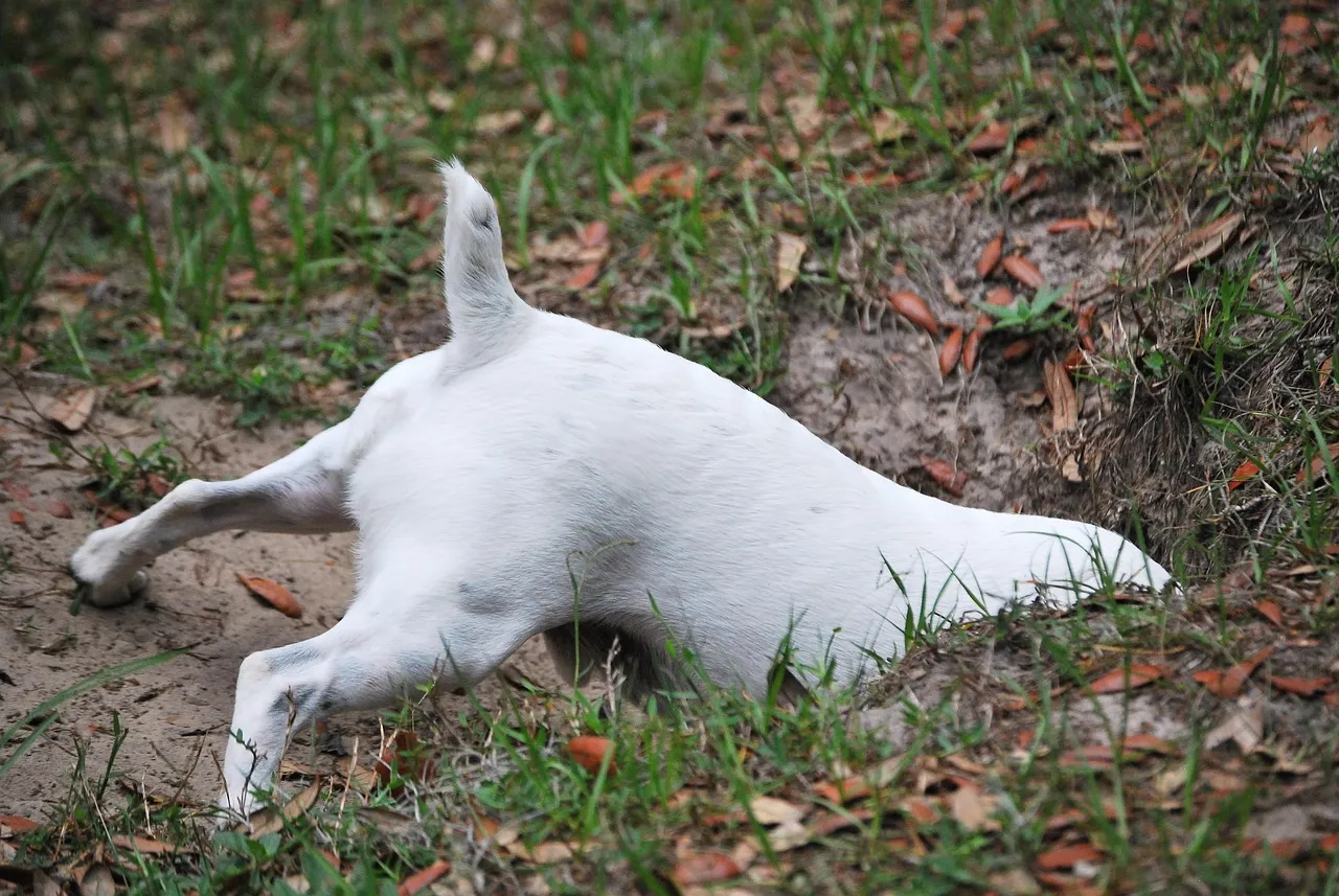5. Digging Up the Yard or Flooring (Image Credits: Pixabay)