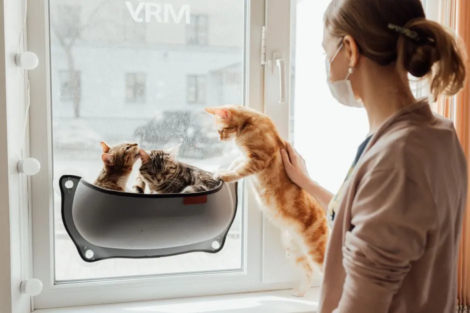 How to Protect Your Cat at Home (Image Credits: Pexels)
