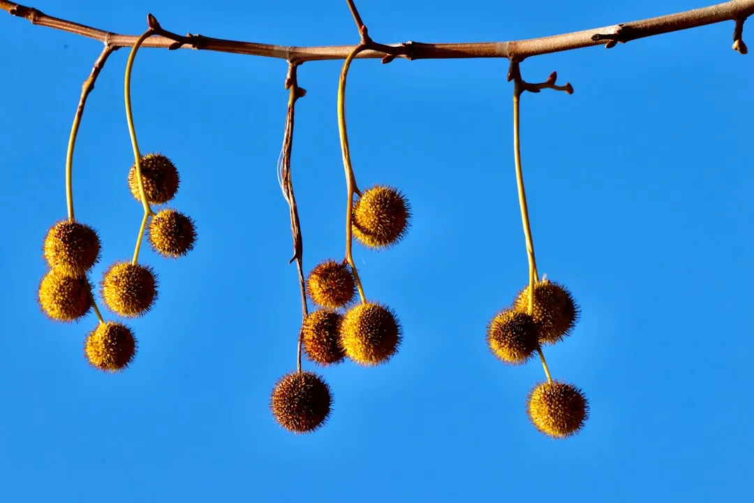 Rafter Drying: Hanging Seed Heads the Old Way (Image Credits: Unsplash)