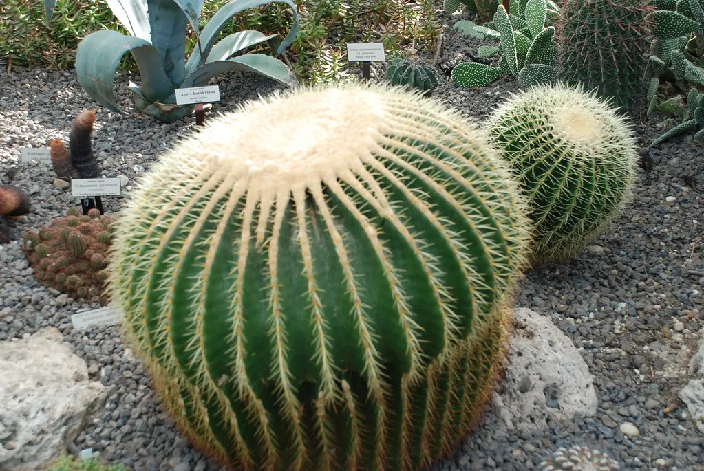 The Barrel Cactus: Steady, Compact, and Self-Sustaining (Berellian, Flickr, CC BY 2.0)