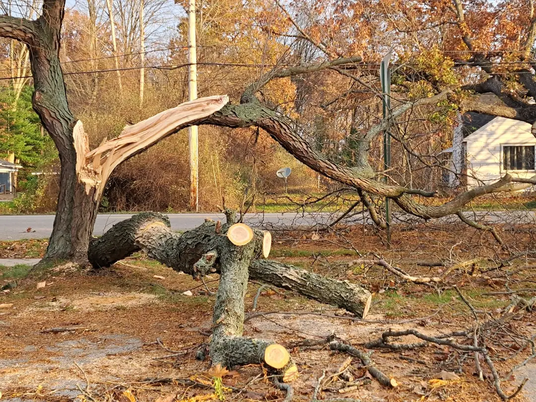 Tree Wraps Can Make Things Worse (Image Credits: Unsplash)