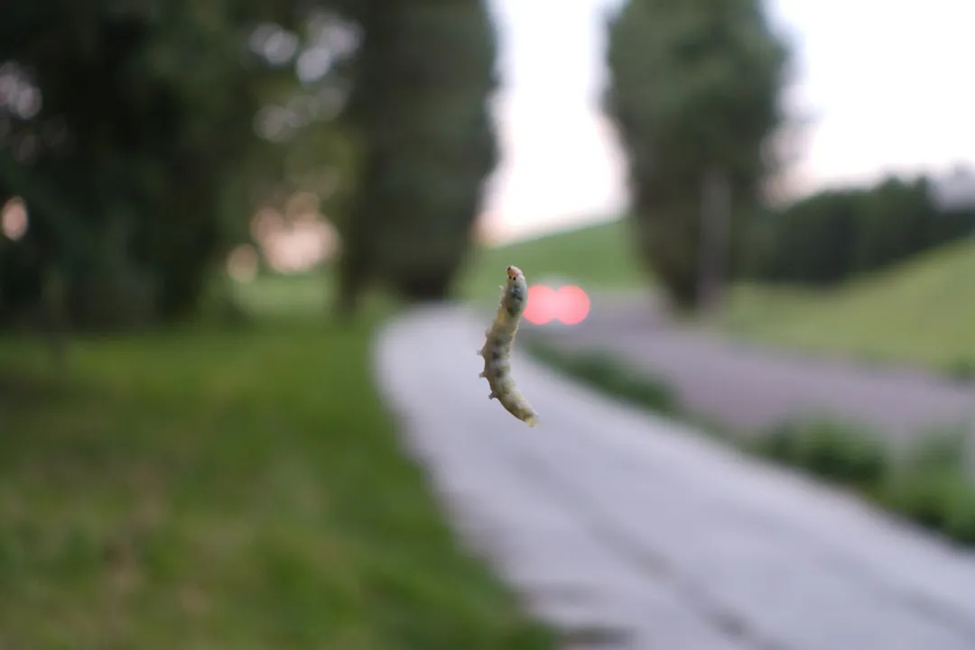 How Far Have They Spread? (Image Credits: Unsplash)