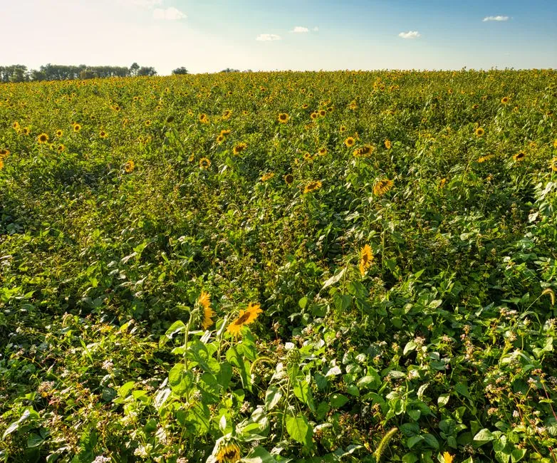 Water Retention and Erosion Control (Image Credits: Pexels)