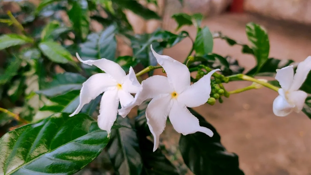 What a Real Pothos Flower Actually Looks Like (Image Credits: Unsplash)