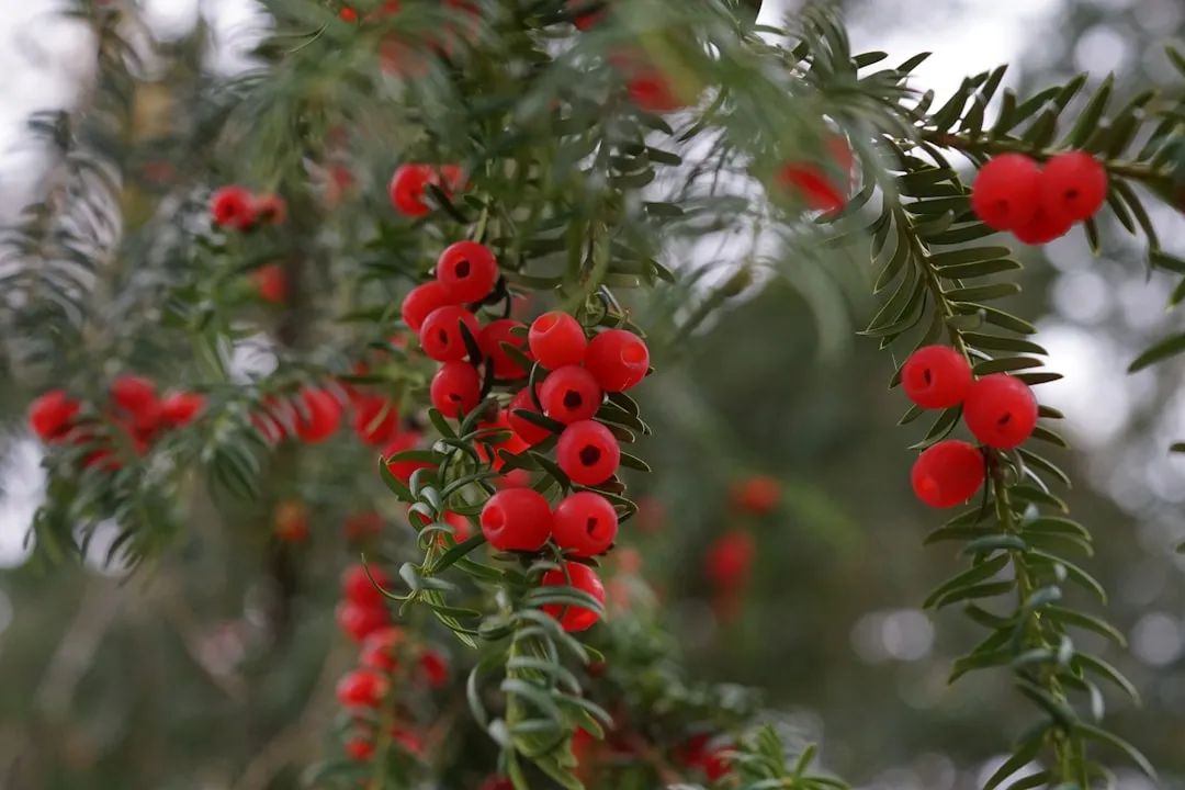 2. The English Yew: Ancient, Toxic, and Perfectly at Home in Your Garden (Image Credits: Unsplash)