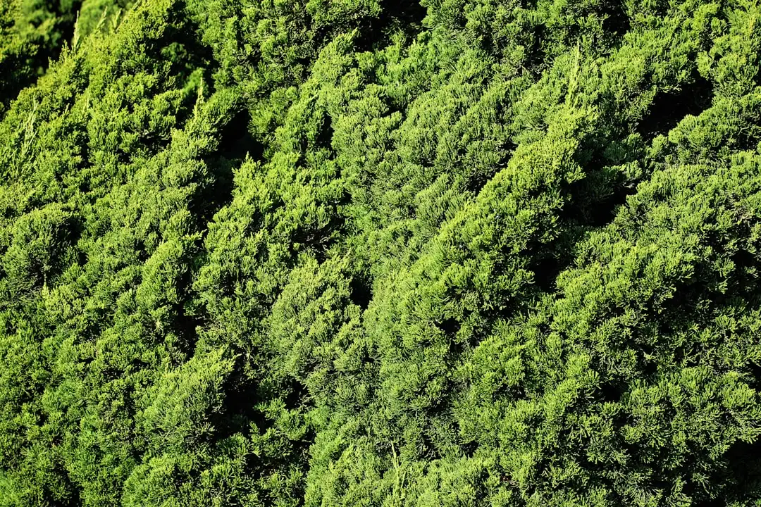 Why Evergreens Are the Backbone of Any Orange County Garden (Image Credits: Unsplash)