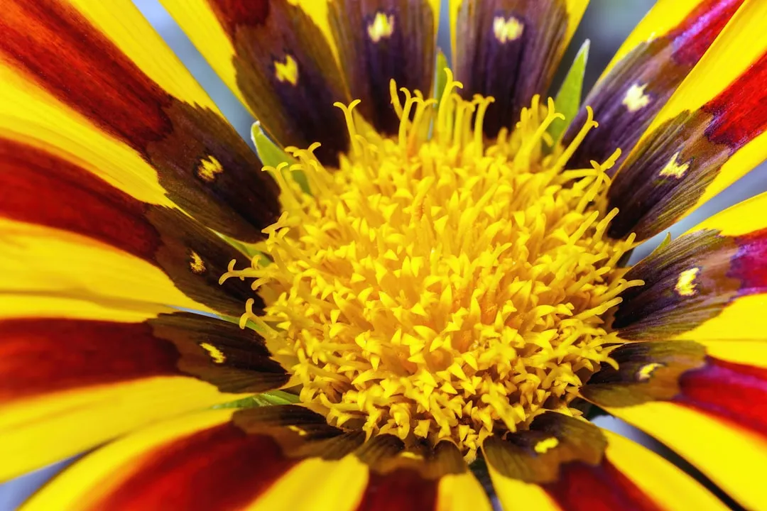 Protecting the Process After Pollination (Image Credits: Unsplash)