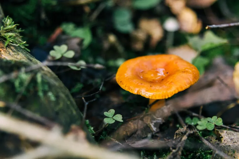 A Surprisingly Useful Organism (Image Credits: Pexels)