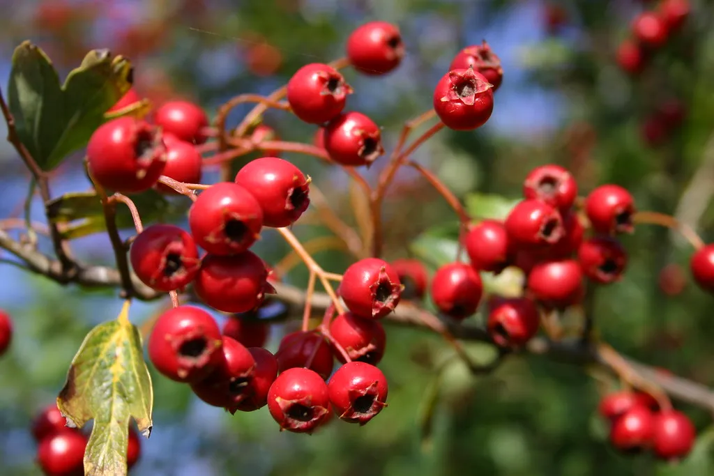3. Hawthorn (Crataegus species) (tednsteph, Flickr, CC BY-SA 2.0)