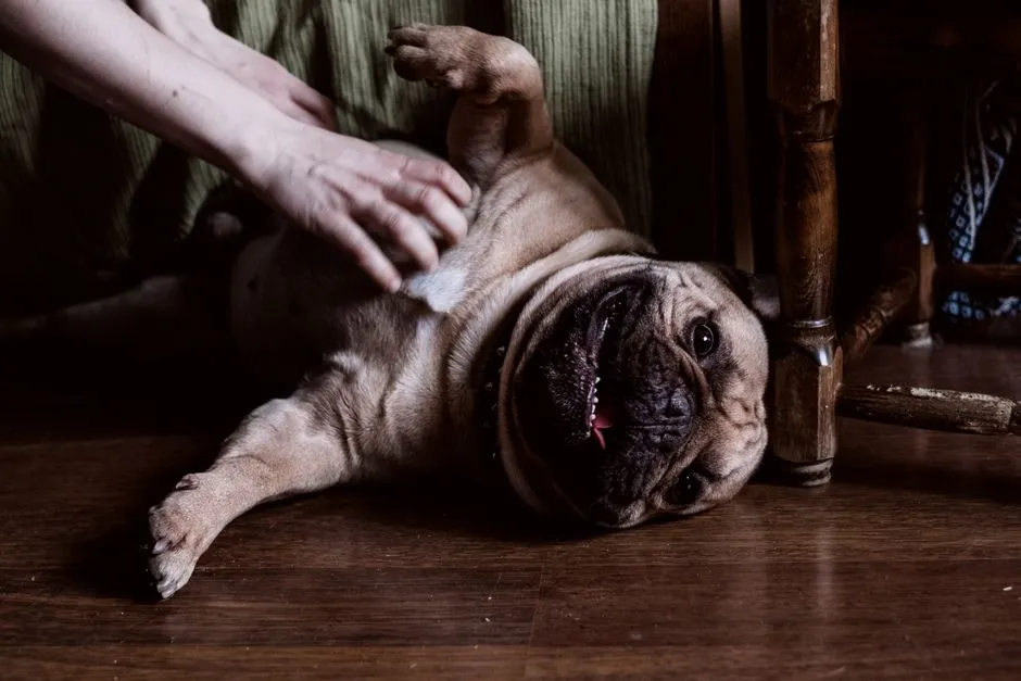 The Tickle Effect Is Very Real (Image Credits: Pexels)