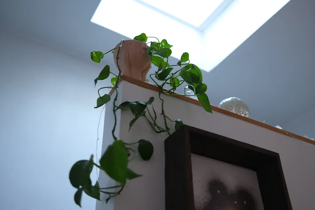4. The Pothos Person Sleeps On Their Own Schedule (Image Credits: Unsplash)