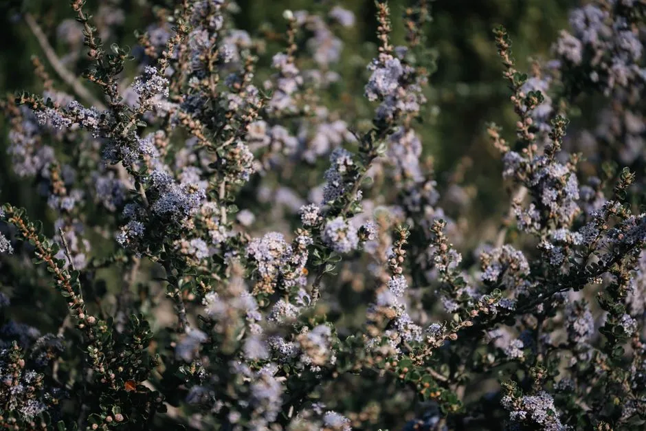 How to Layer and Space These Shrubs for Maximum Impact (Image Credits: Pexels)