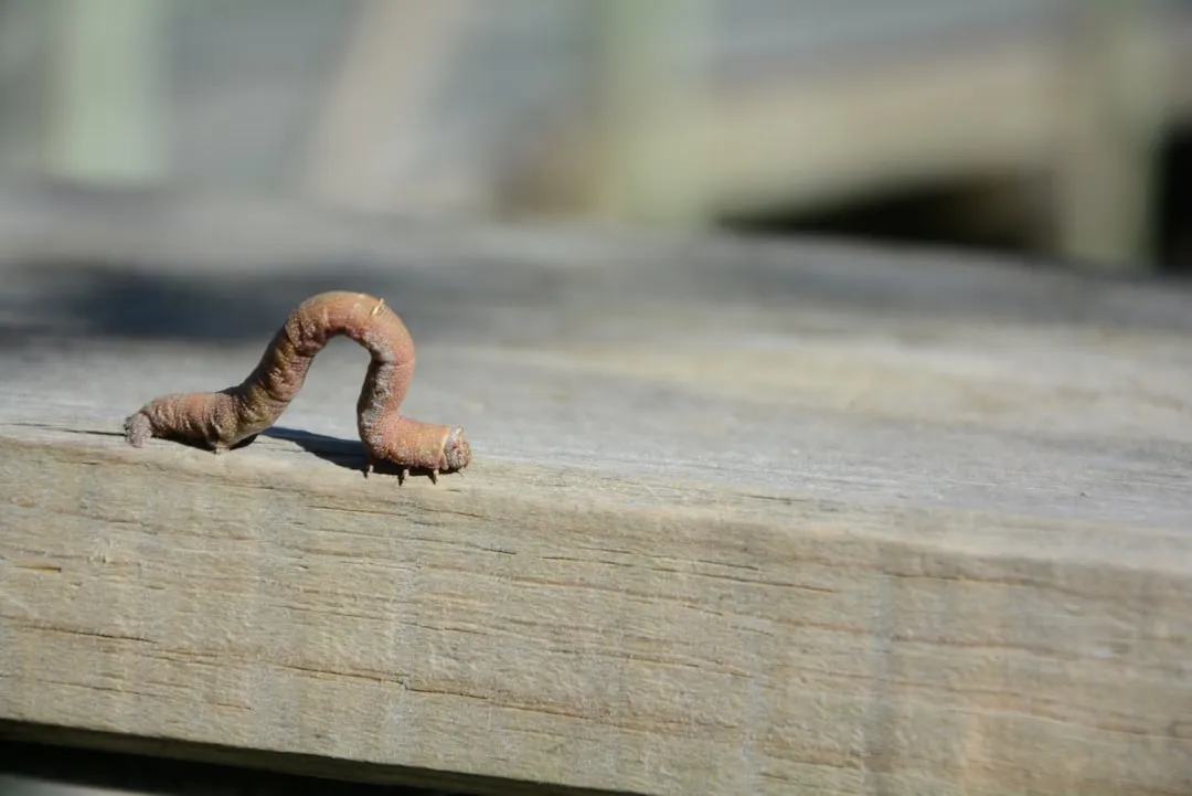 What Exactly Is a Jumping Worm? (Image Credits: Unsplash)
