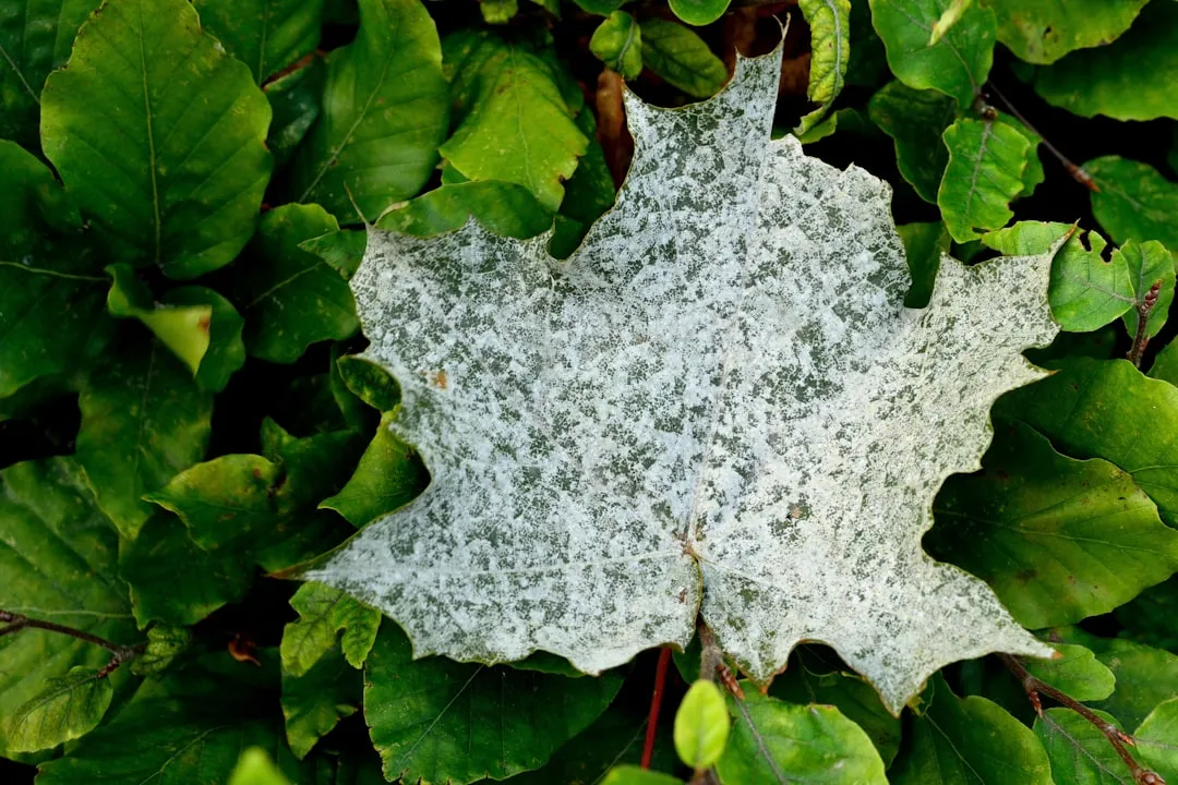 Poor Airflow and the Fungal Disease Connection (Image Credits: Unsplash)