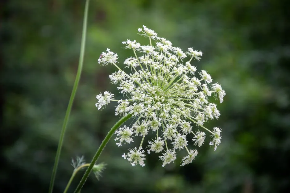 Queen Anne's Lace: Wild-Looking and Wildly Effective (Image Credits: Pexels)