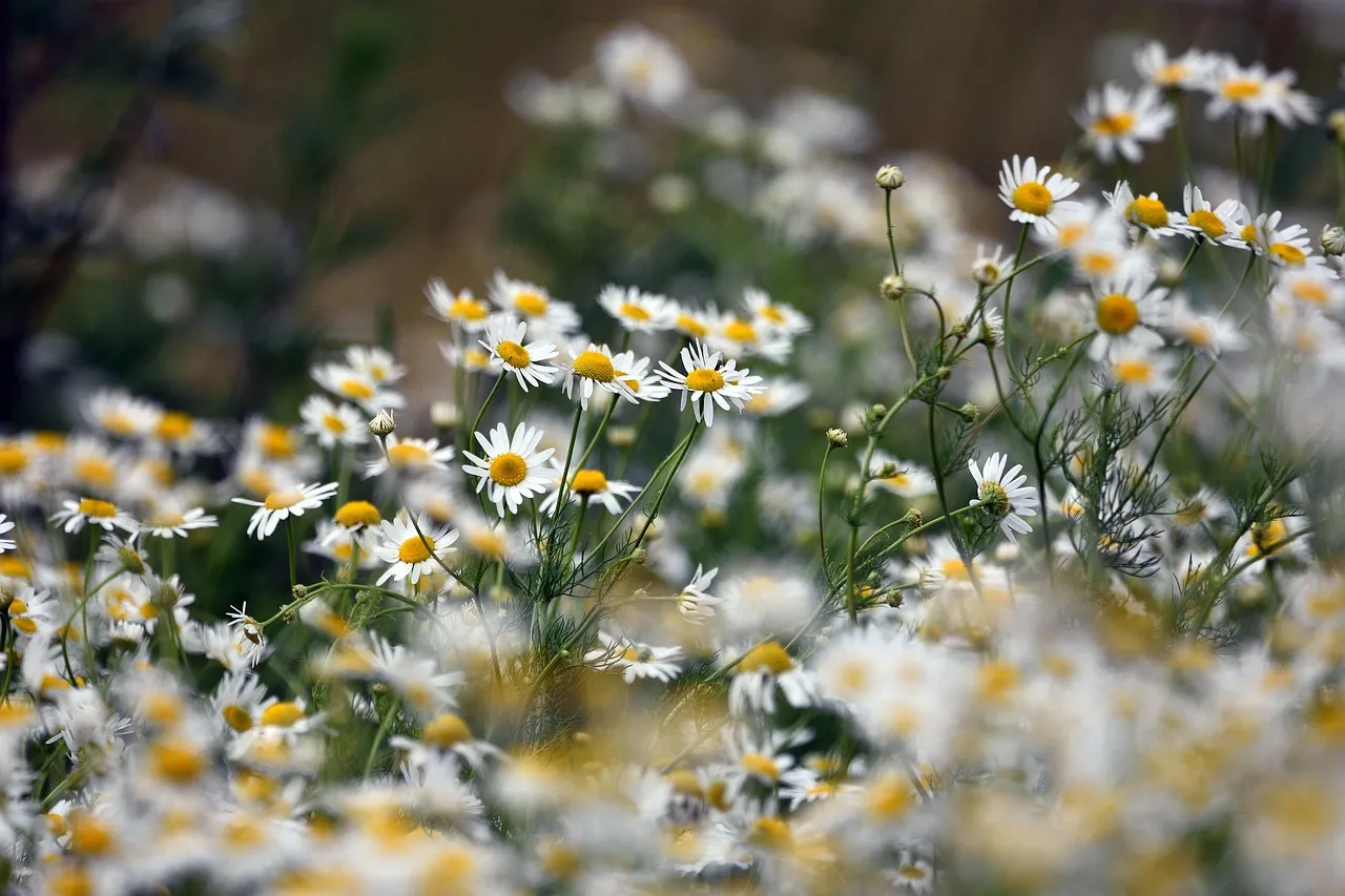 Chamomile: The Anchor of Any Tea Garden (Image Credits: Pixabay)