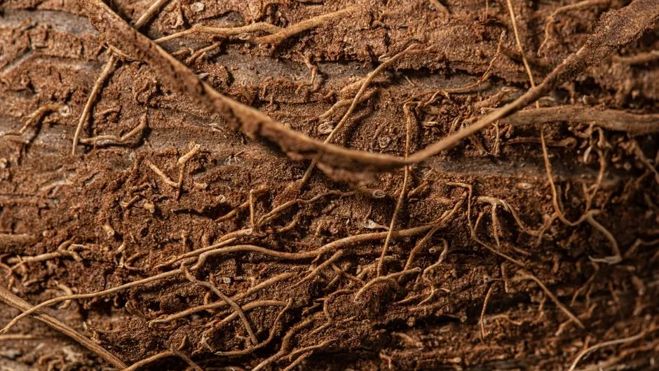 Disrupting the Mycorrhizal Network Underground (Image Credits: Pexels)