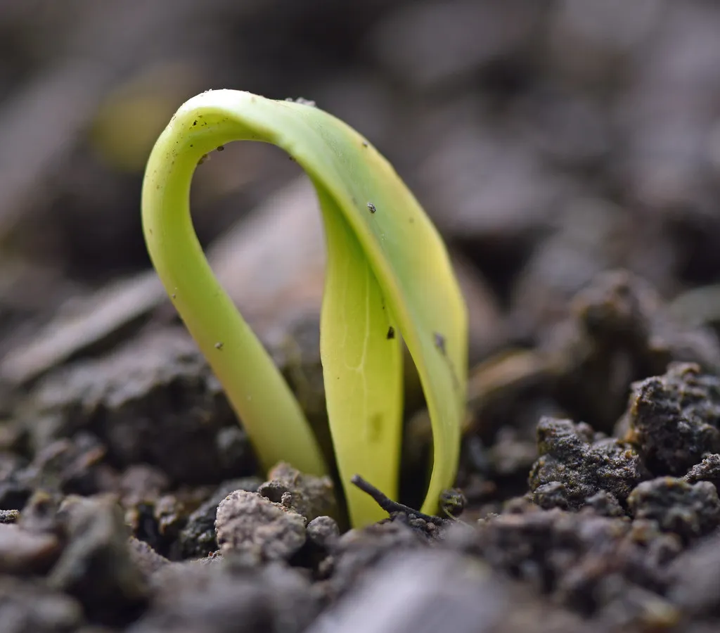 Spring Synchronization: Timing Is Everything (conall.., Flickr, CC BY 2.0)